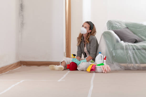 Reliable Basement Mold Removal contractor in Saint Paul, MN by Cheap Mold Removal