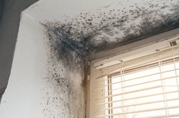 Affordable Basement Mold Removal solutions in Saint Paul, MN