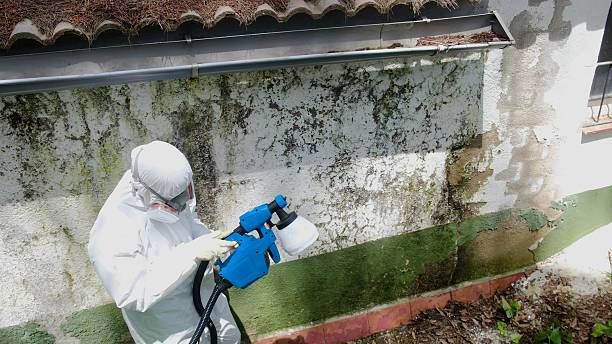 Trusted Commercial Mold Remediation service in Saint Paul, MN - Cheap Mold Removal